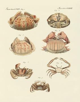 Different kinds of shrimps and crabs