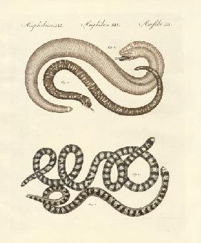 Different kinds of snake