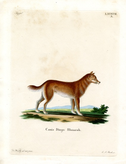 Dingo à École allemande, (19ème siècle)