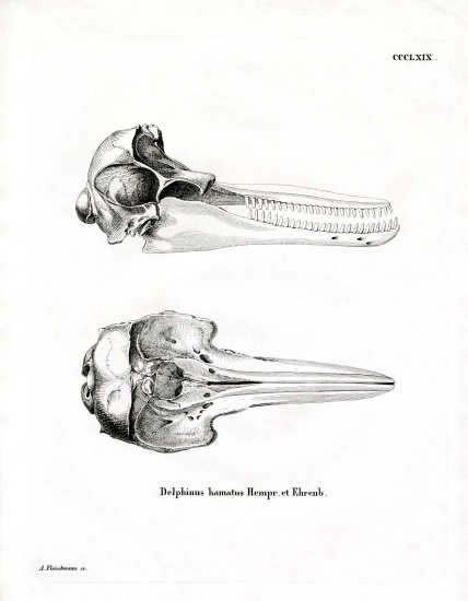 Dolphin Skull à École allemande, (19ème siècle)