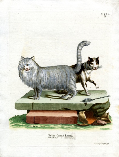 Domestic Cat à École allemande, (19ème siècle)