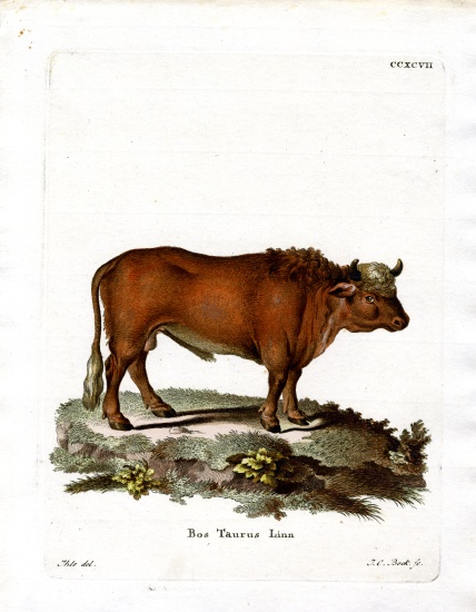 Domestic Cattle à École allemande, (19ème siècle)