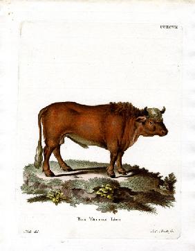 Domestic Cattle