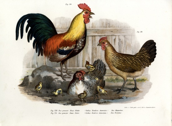 Domestic Fowl à École allemande, (19ème siècle)