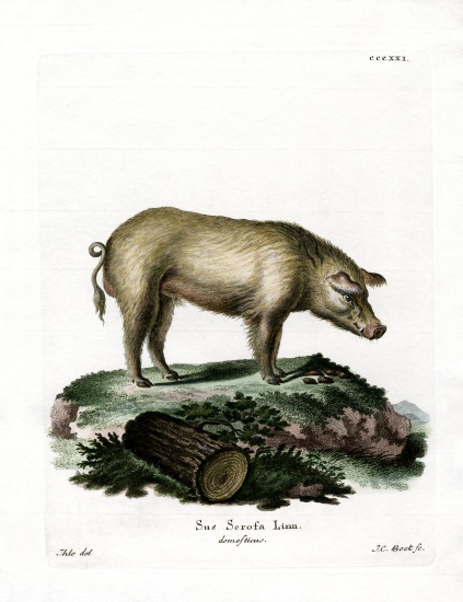 Domestic Pig à École allemande, (19ème siècle)