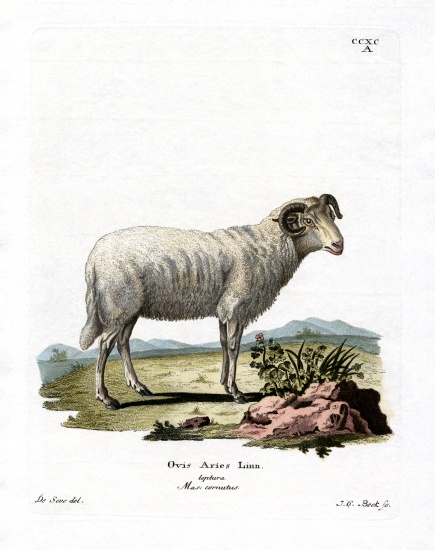 Domestic Sheep à École allemande, (19ème siècle)