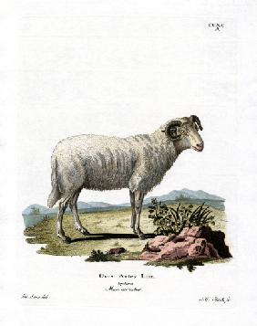 Domestic Sheep