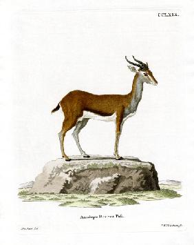 Dorcas Gazelle