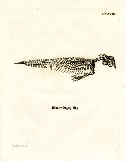 Dugong Skeleton à École allemande, (19ème siècle)