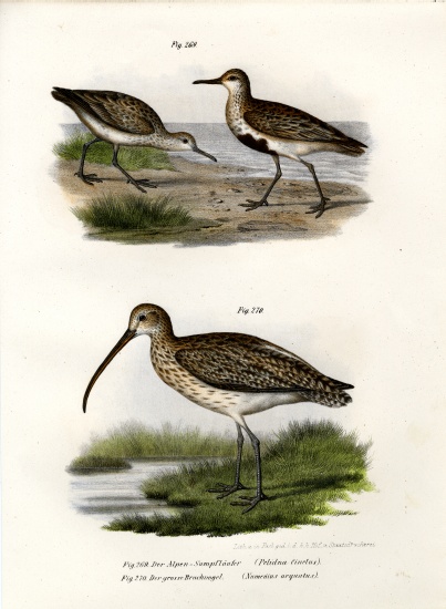 Dunlin à École allemande, (19ème siècle)