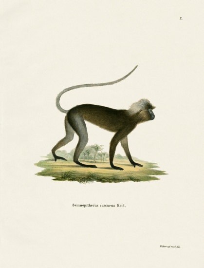 Dusky Leaf Monkey à École allemande, (19ème siècle)