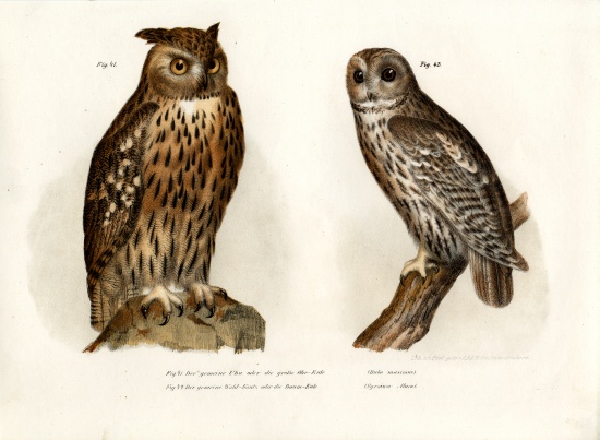 Eagle Owl à École allemande, (19ème siècle)