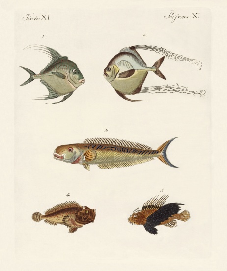 East Indian fish à École allemande, (19ème siècle)