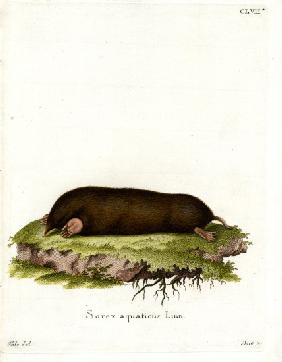 Eastern Mole