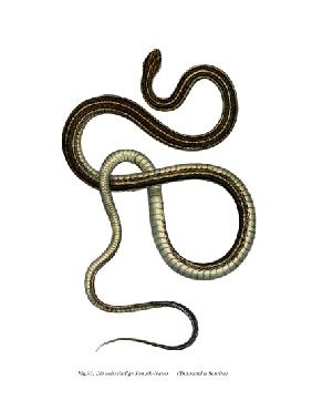 Eastern Ribbonsnake