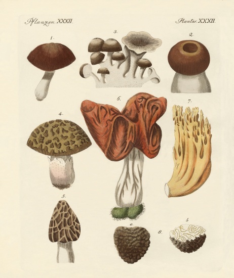Eatable mushrooms à École allemande, (19ème siècle)