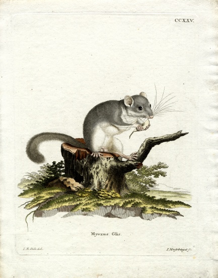 Edible Dormouse à École allemande, (19ème siècle)