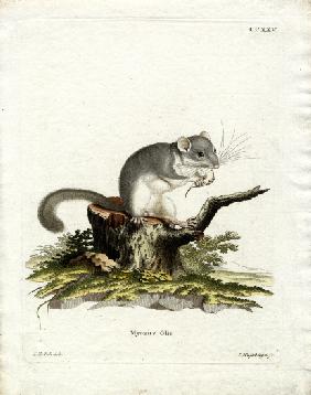 Edible Dormouse