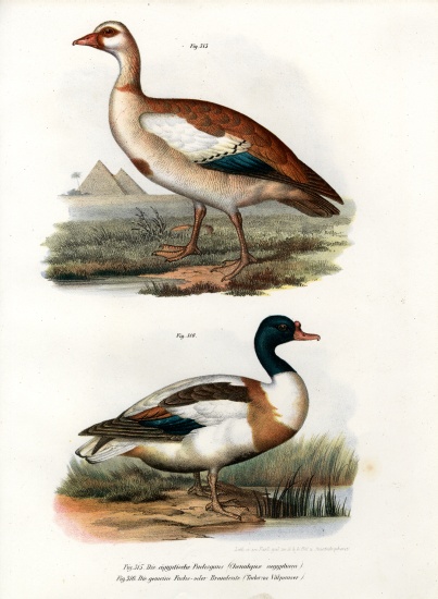 Egyptian Goose à École allemande, (19ème siècle)