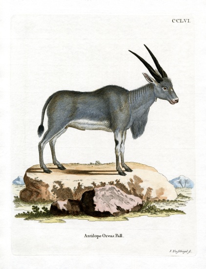 Eland Antelope à École allemande, (19ème siècle)