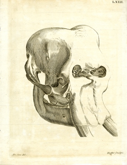 Elephant Skull à École allemande, (19ème siècle)