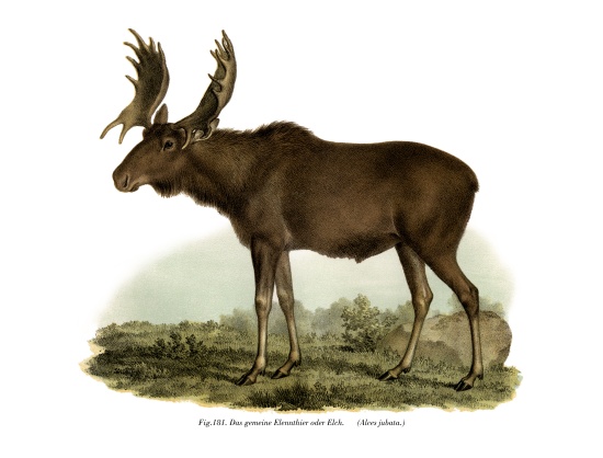 Elk à École allemande, (19ème siècle)