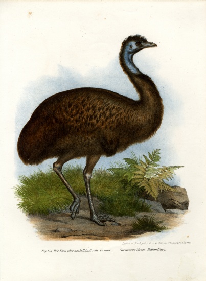 Emu à École allemande, (19ème siècle)