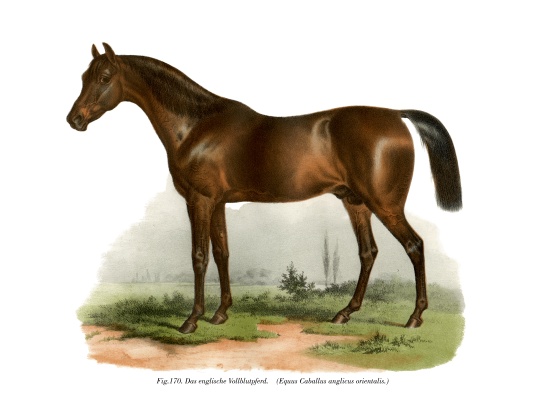 English Thoroughbred Horse à École allemande, (19ème siècle)
