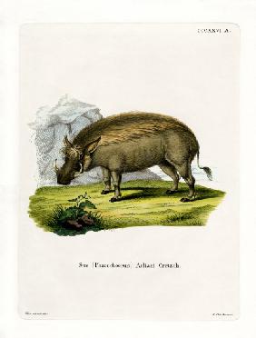 Eritrean Warthog