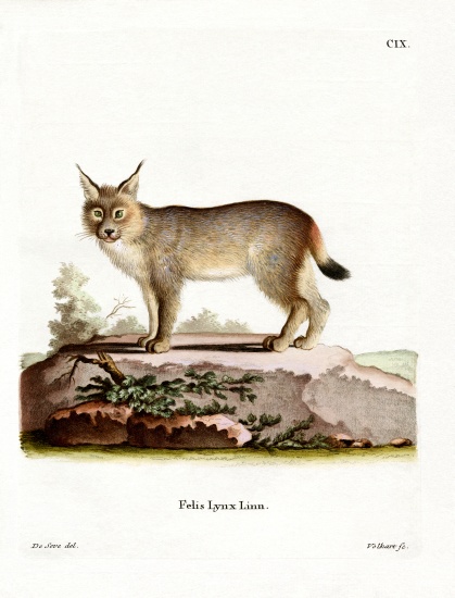 Eurasian Lynx à École allemande, (19ème siècle)