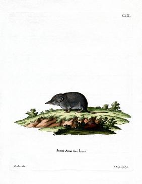 Eurasian Shrew