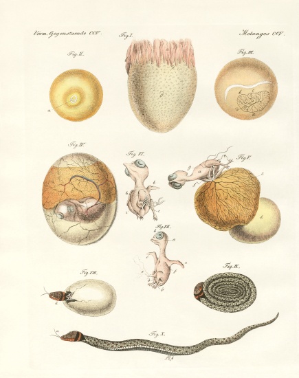 Evolution of hens, pigeons and snake from eggs à École allemande, (19ème siècle)