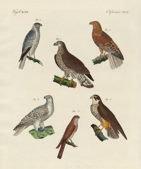 Excellent hawks of Germany à École allemande, (19ème siècle)