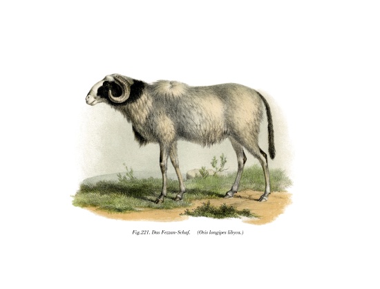 Fezzan-Sheep à École allemande, (19ème siècle)