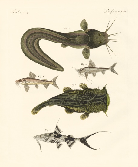 Fish from Bengali à École allemande, (19ème siècle)
