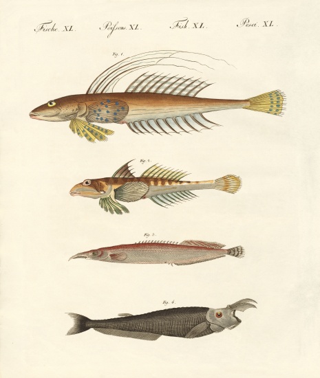 Fish with a strange form à École allemande, (19ème siècle)