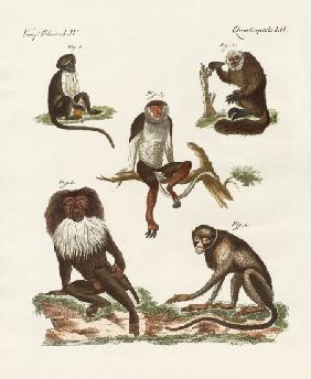 Five kinds of monkeys