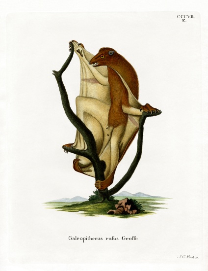Flying Lemur à École allemande, (19ème siècle)