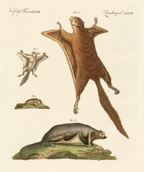 Flying squirrels à École allemande, (19ème siècle)