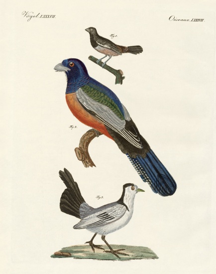 Foreign birds à École allemande, (19ème siècle)