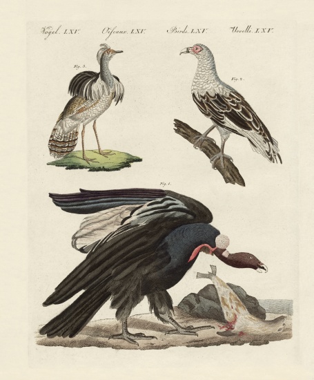 Foreign birds à École allemande, (19ème siècle)