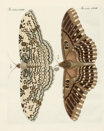 Foreign butterflies à École allemande, (19ème siècle)