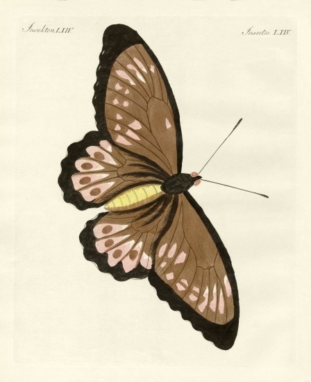Foreign butterflies of a phenomenal size à École allemande, (19ème siècle)