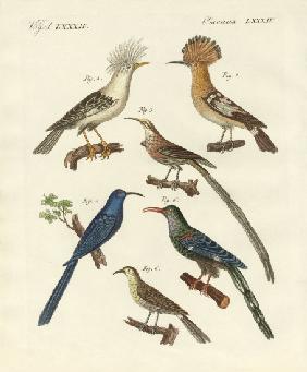 Foreign kinds of hoopoes
