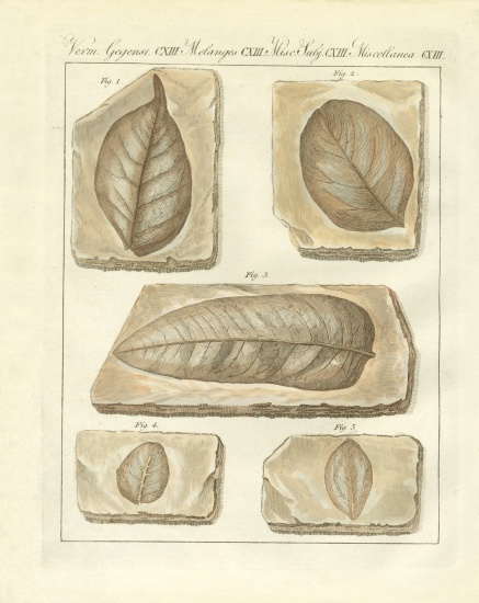 Fossilized leaves from primitive times à École allemande, (19ème siècle)