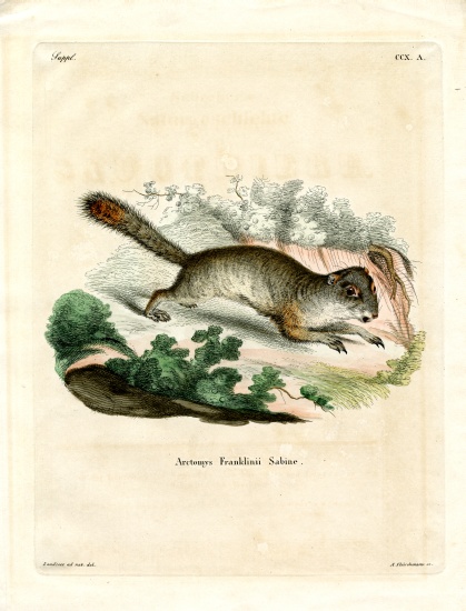 Franklin's Ground Squirrel à École allemande, (19ème siècle)
