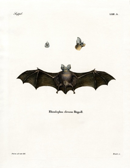 Geoffroy's Horseshoe Bat à École allemande, (19ème siècle)