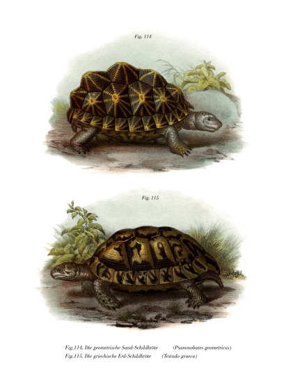 Geometric Tortoise à École allemande, (19ème siècle)