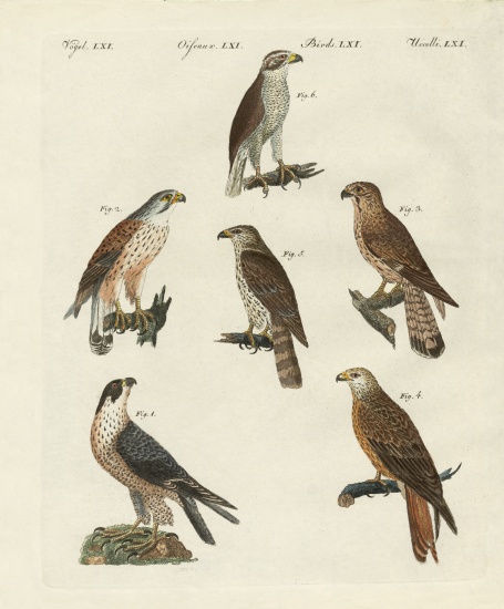 German birds of prey à École allemande, (19ème siècle)