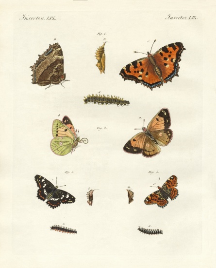 German day-butterfly à École allemande, (19ème siècle)
